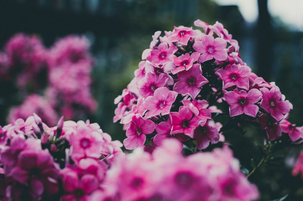 Pink and White Petaled Flower